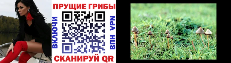 нарко площадка формула  сколько стоит  Плавск  Галлюциногенные грибы Cubensis 